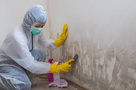 Best Residential Mold Inspection & Testing  in Andover, MN